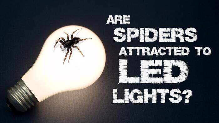 What Color Led Lights Attract Spiders