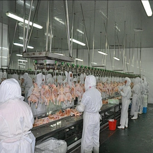 High speed industrial professional designed poultry farm slaughterhouse manual evisceration trough table equipment
