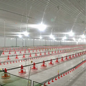 Automatic broiler feeding and drinking system poultry house shed equipment