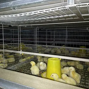 Battery Cage Pullets Rearing Equipment for chicken house shed of poultry farm