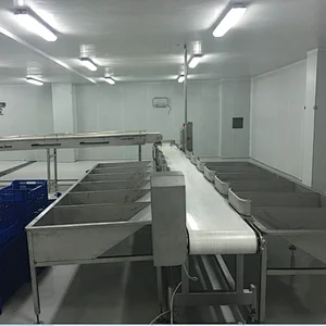 Weighing  & Grading system for poultry chicken processing line Abattoirs plant machinery
