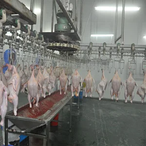 Chicken quail abattoire slaughterhouse halal meat overhead conveyor line  processing equipment