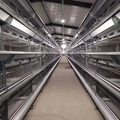 Automatic Broiler Cage Feeding Equipment for Chicken house raising machinery