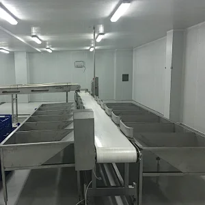 500BPH capacity China halal chicken slaughtering house plucking machine and poultry belt weight scale and grading equipment