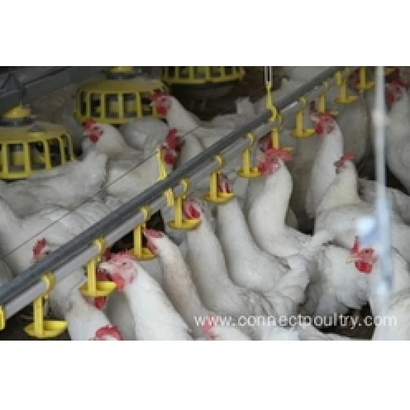 Big Chain Breeder feeding system Poultry feeding house shed equipment