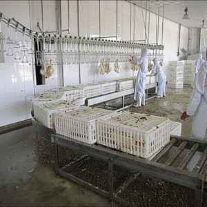 Good price high quality CE Certification Poultry Chicken Slaughterhouse