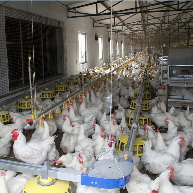 Broiler house design high efficient breeder chain pan feeding system