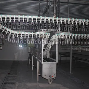 Overhead Conveyor system chicken slaughterhouse