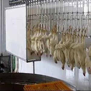 Customerilized high and low frequency energy saved Chicken Halal slaughtering stunner equipment