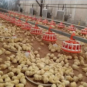 Broiler house design high efficient breeder chain pan feeding system