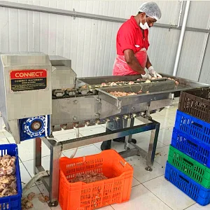 high quality poultry Chicken dressing plant gizzards processing line cutter Machine