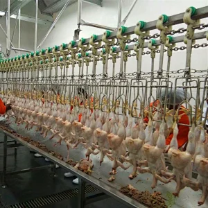 Semi-Automatic Evisceration System for  Chicken  poultry processing line Stainless steel 304 material Quality plucker