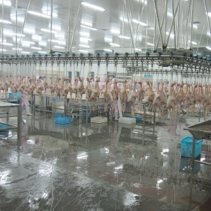 500BPH 1000BPH 3000BPH 6000BPH 12000BPH full automatic poultry halal slaughter house equipment for sale