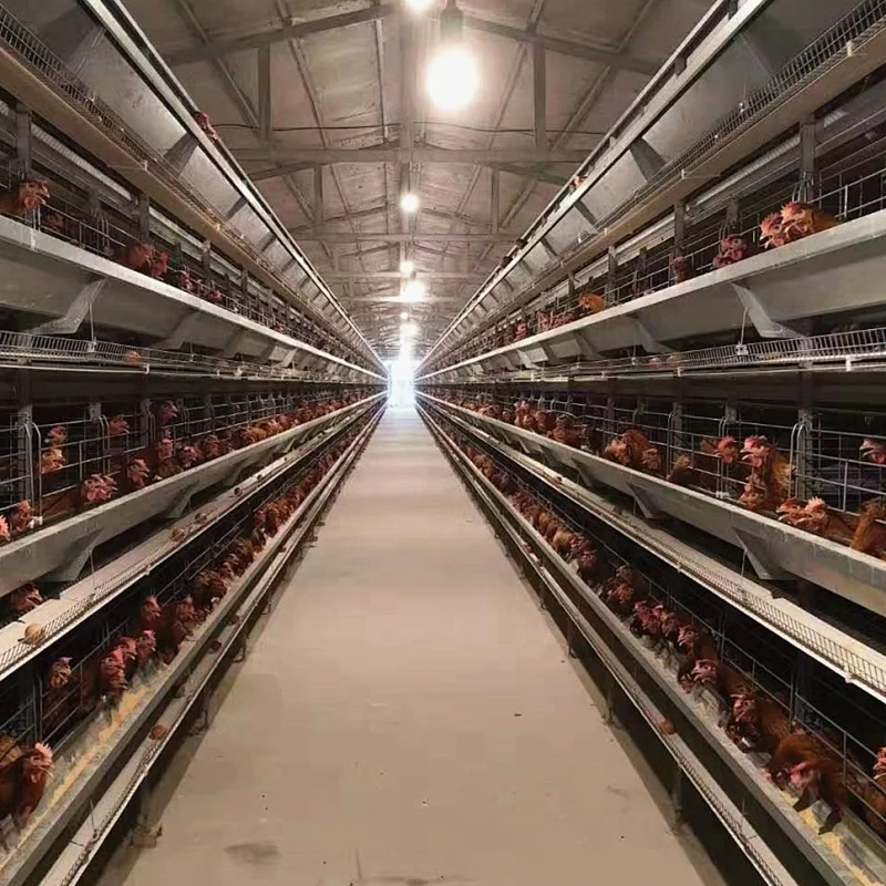 Hot Sale high quality one-stop service Automatic Feeding Egg Chicken Farm Layer Poultry Battery Cages for Farms