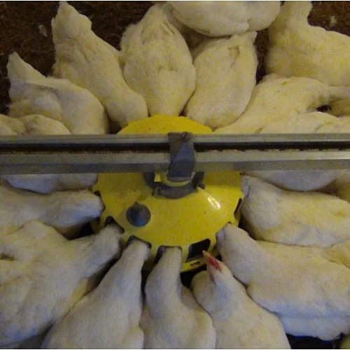 Broiler Breeder Pan feeding system