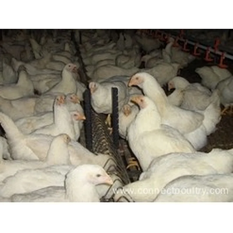 Breeder chain feeding System for poultry farming equipment