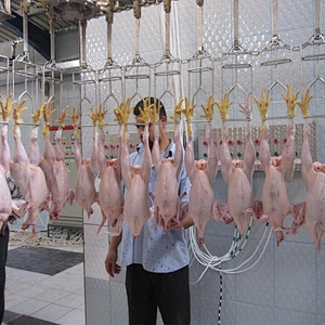 Chicken quail abattoire slaughterhouse halal meat overhead conveyor line  processing equipment