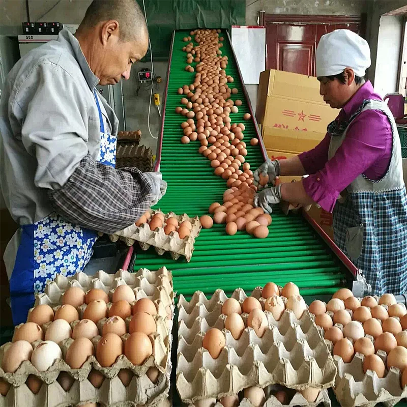 Increasing Eggs Production Rate Best Price Poultry Farming Equipment Chicken Battery Layer Cage For Sale