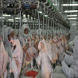 2019 new durable factory Price Stainless Steel High Quality chicken Slaughter House Line