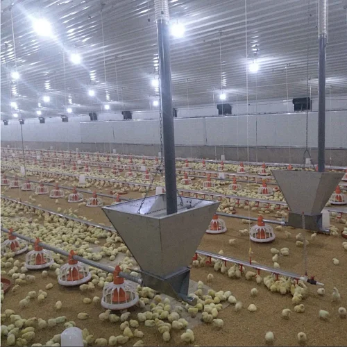 Feeding line and Drinking line for broiler chicken house equipment