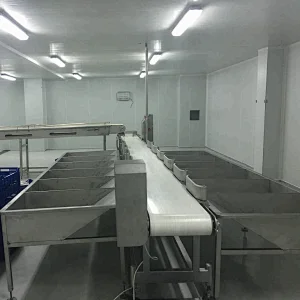 Low Price Weighing & Grading Equipment for poultry processing plant for automatic chicken slaughtering machine