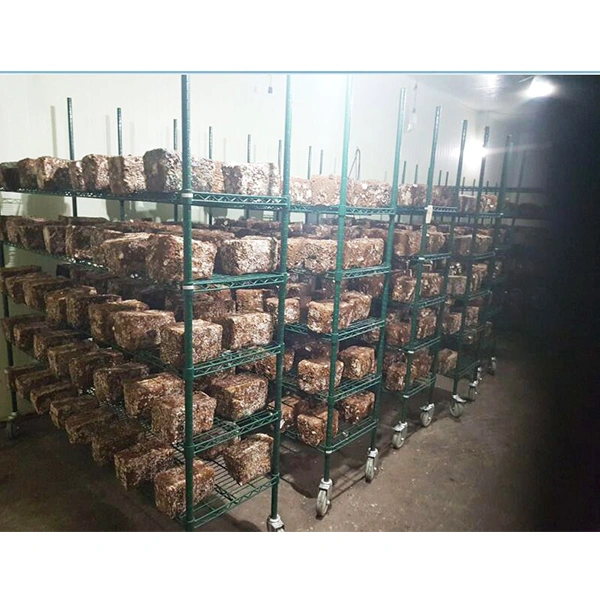 Mushroom Growing Cultivate Wire Shelving Application