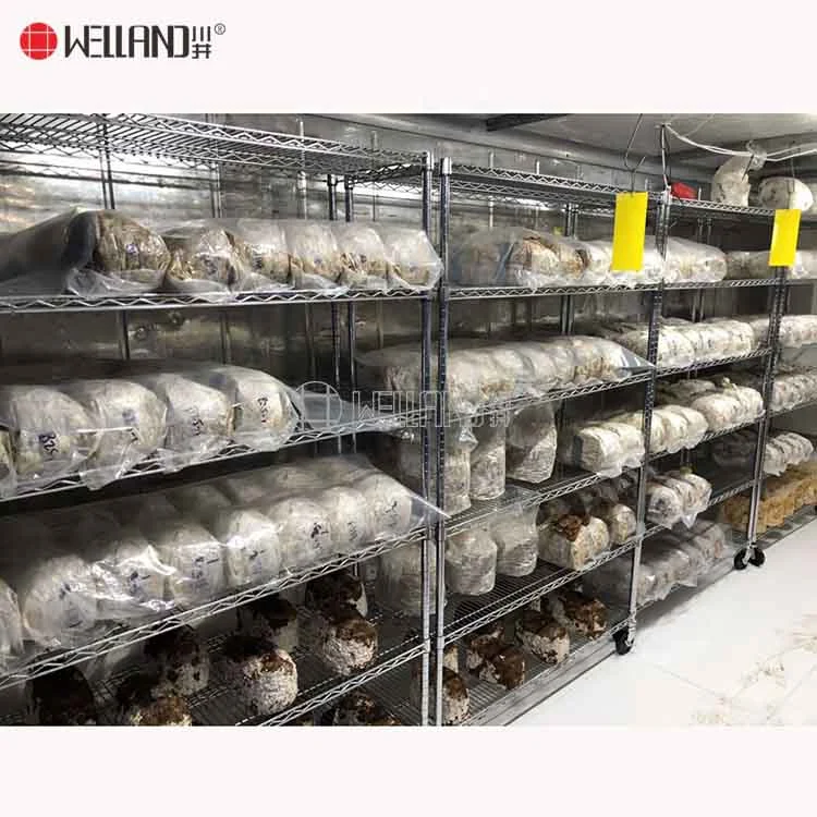 Mushroom growing shelves