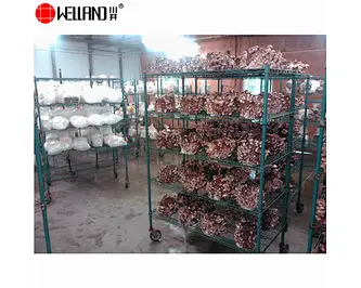 Mushroom Cultivation Growing Shelves at Farm