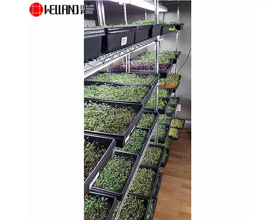 plant growing shelves