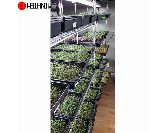 plant growing shelves