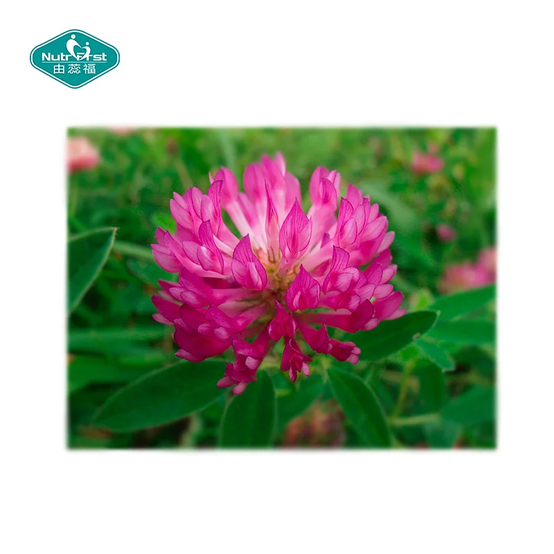 Natural Red Clover Extract Isoflavones 8% 10% 15% 20% 40% 60% Pure Powder for Anti-cancer strength body immunity