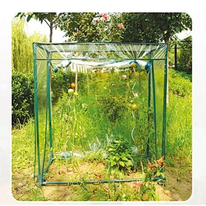 MINI TOMATO GREEN HOUSE