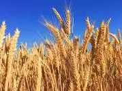 Application of Fourier transform infrared (FTIR) spectroscopy for the identification of wheat varieties