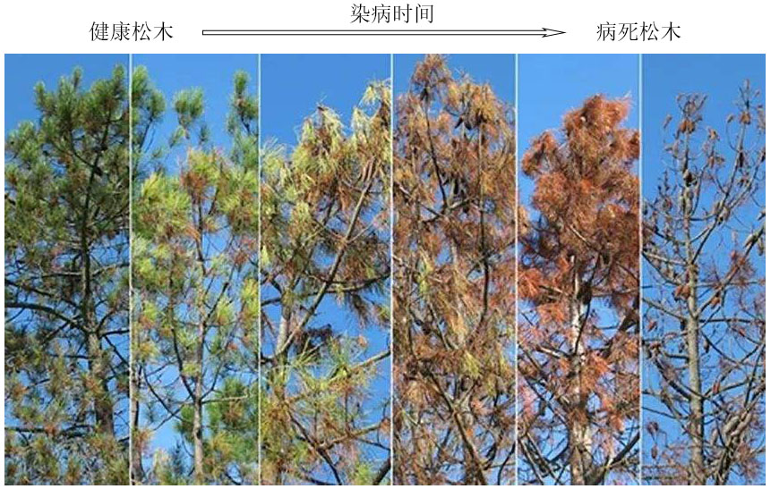 Surveillance Of Pine Wood Nematode Disease Based On Satellite Remote