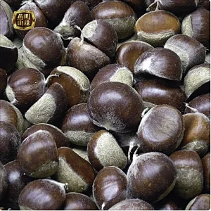 Chinese Organic Fresh Raw Chestnuts for Sale