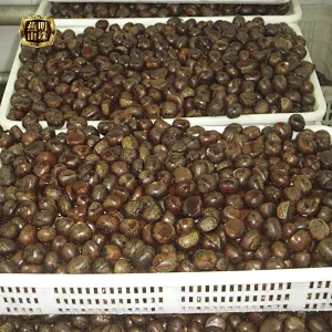 Supply 2019 New Crop  Chinese Tianjin Fresh Chestnuts for Sale