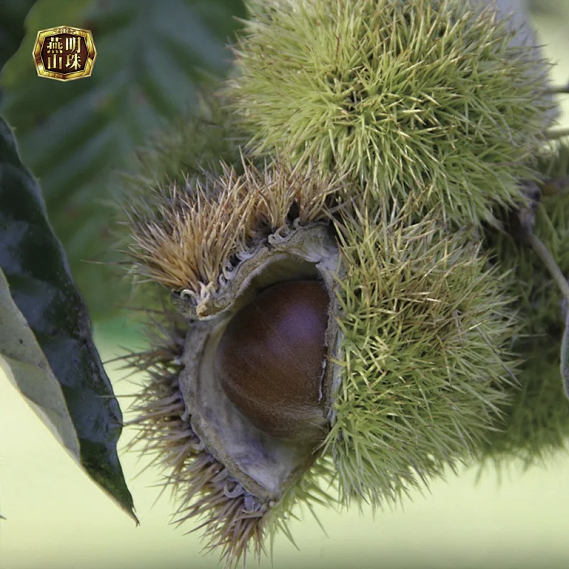 Organic Chinese Fresh Chestnuts from Yanshan Mountain