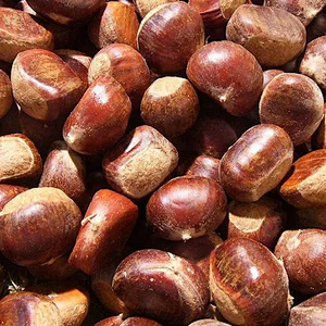 Organic Fresh Chinese Chestnut Nuts with Bright Color