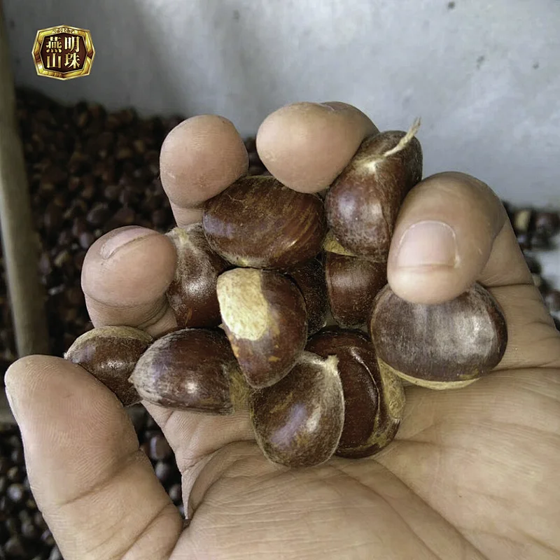2019 New Crop Organic Hot Sale Yanshan Sweet Fresh Chestnut