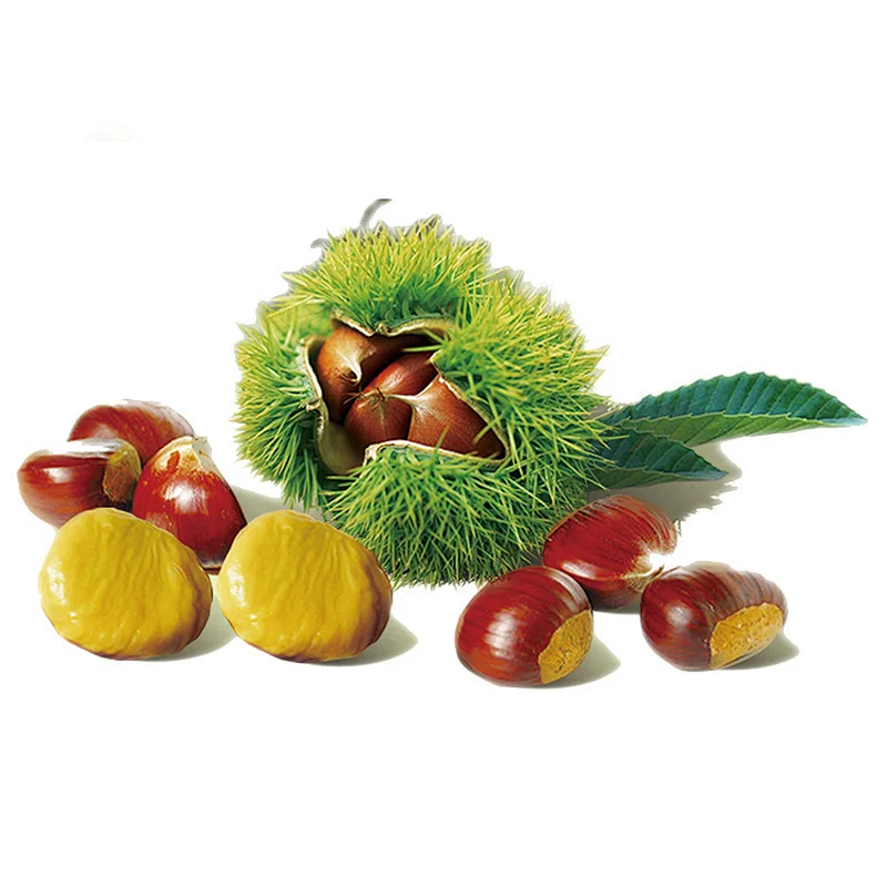 2019 Best Organic Chinese Fresh Raw Chestnuts - Raw Material of Roasted Peeled Chestnuts - for Sale