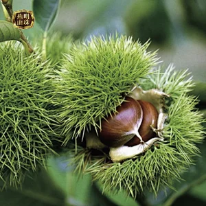2019 Chinese Yanshan Grade AL Fresh Raw Chestnuts Wholesale