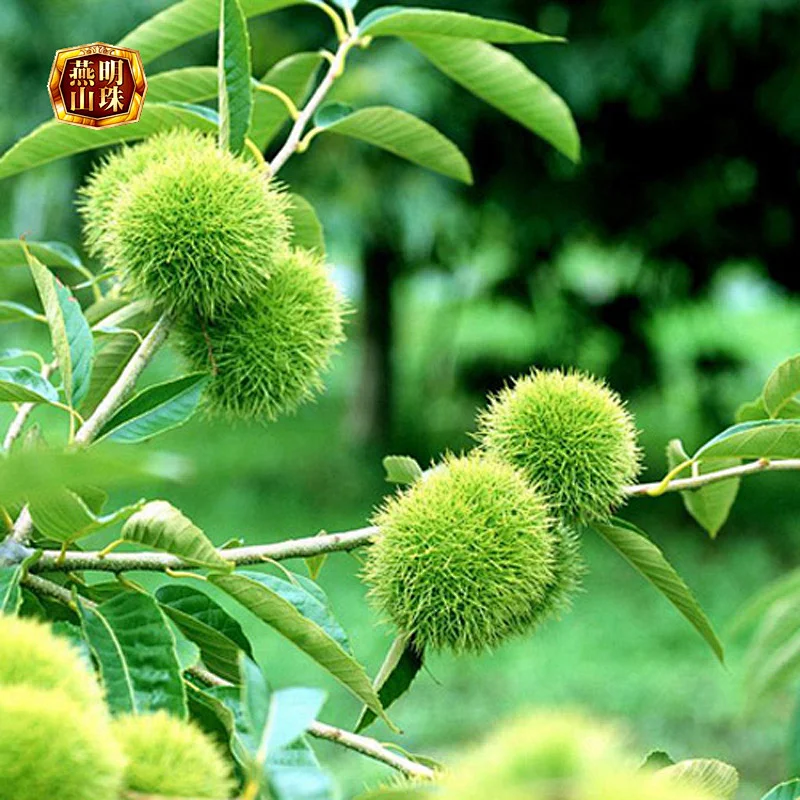 2019 New Crop Organic Yanshan Fresh Chestnuts-Raw Material for Canned Chestnuts