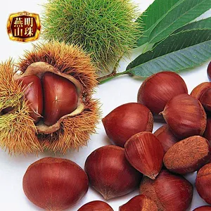 Supply 2019 New Crop  Chinese Organic Fresh Chestnuts Grade AL AM
