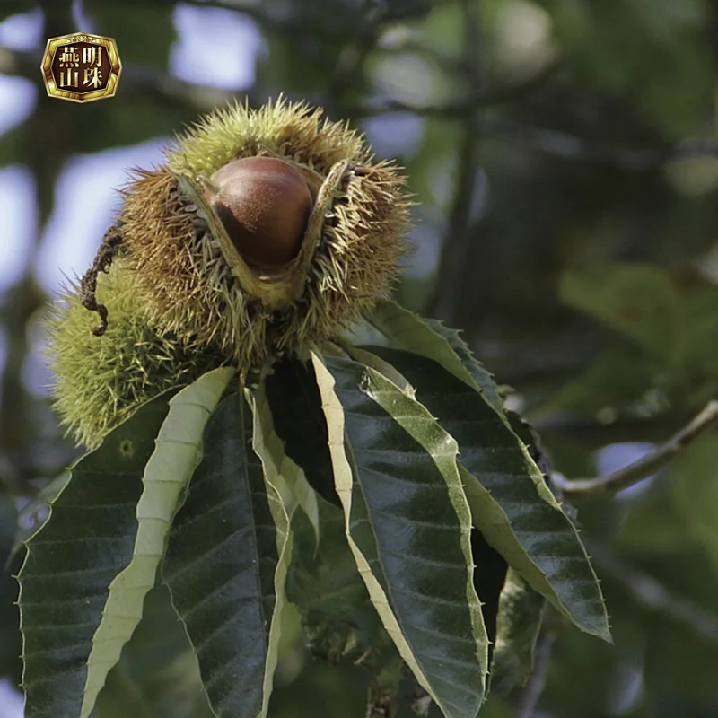 Organic Chinese Fresh Chestnuts from Yanshan Mountain