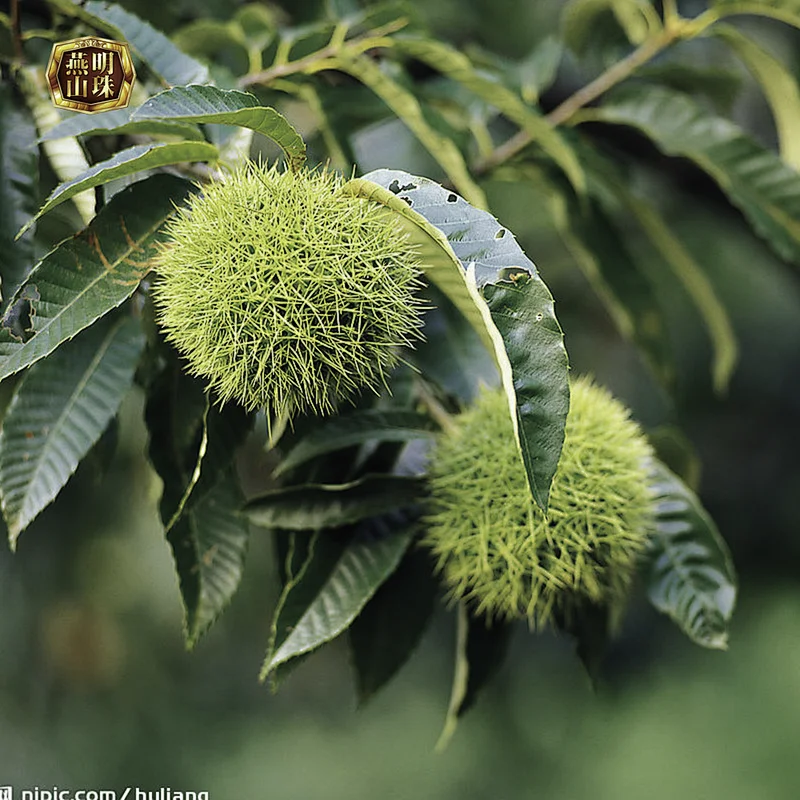 2019 New Crop Organic Yanshan Fresh Chestnuts-Raw Material for Canned Chestnuts