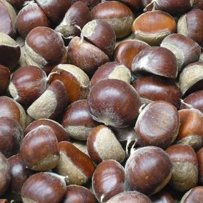 Best Price Chinese Fresh Chestnuts