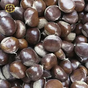 2019 High Quality Fresh Raw Chestnuts