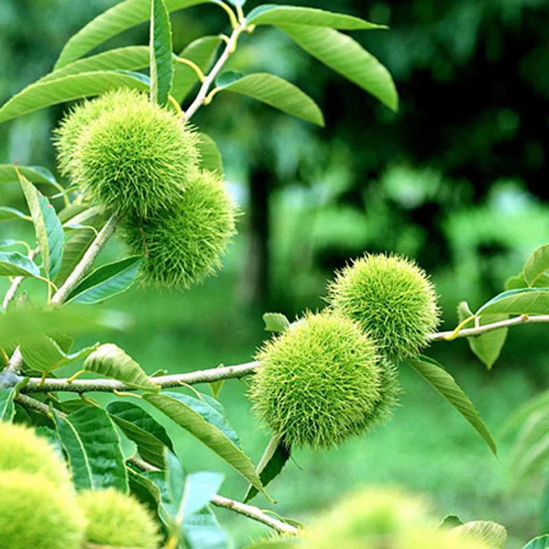 Chinese Fresh Raw Chestnuts for Sale