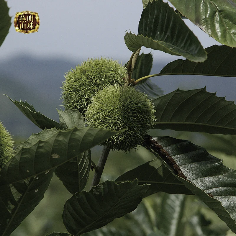 2019 Organic Fresh Chinese Chestnuts for Sale