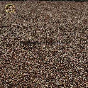 2019 New Crop Yanshan Harvesting Best Fresh Chestnuts